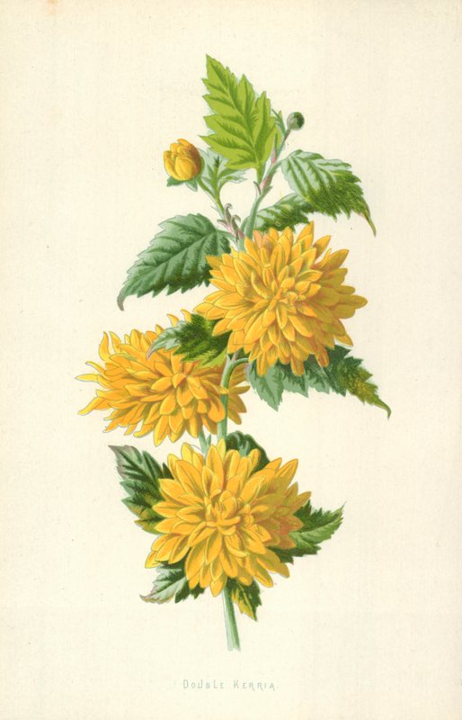 Double Kerria by Frederick Edward Hulme