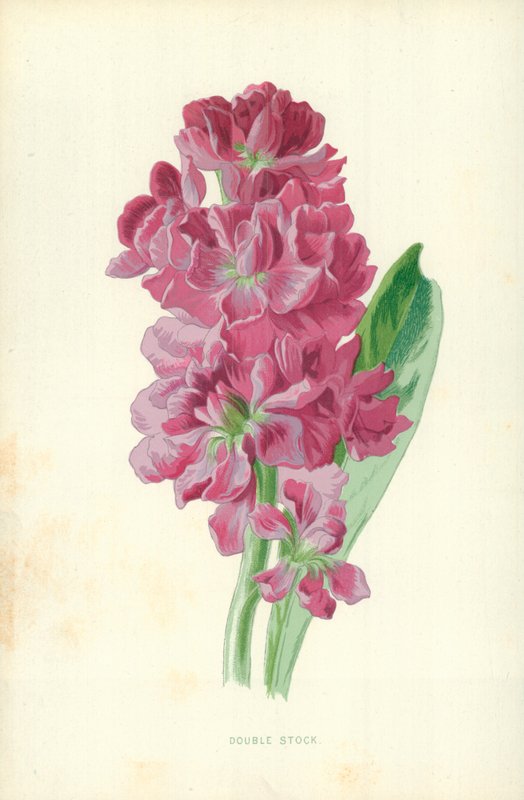 Double Stock by Frederick Edward Hulme