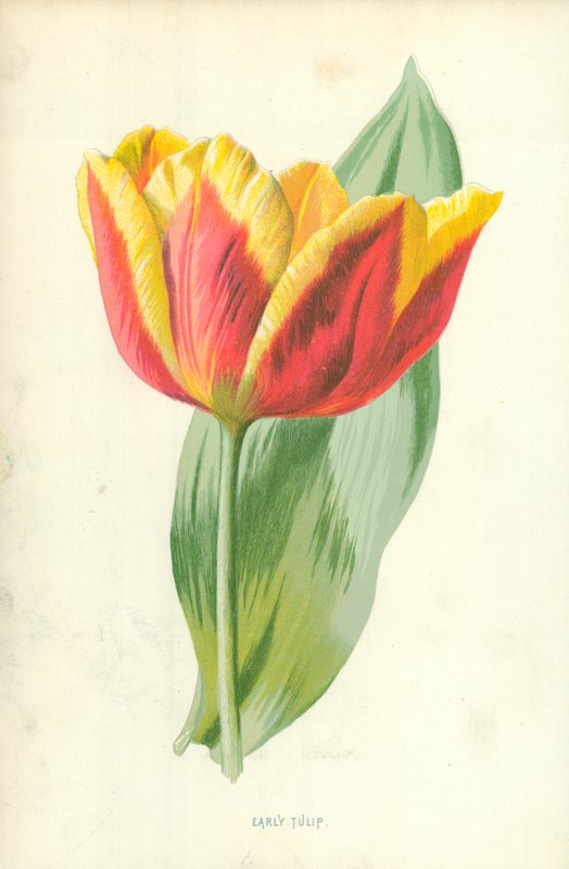 Early Tulip by Frederick Edward Hulme
