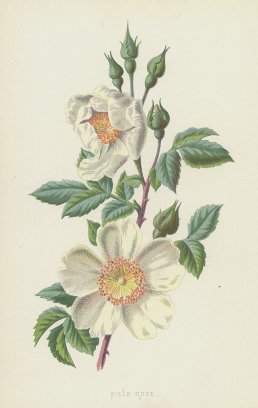 Field Rose by Frederick Edward Hulme