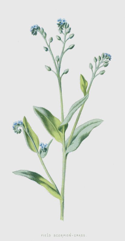 Field Scorpion-Grass by Frederick Edward Hulme