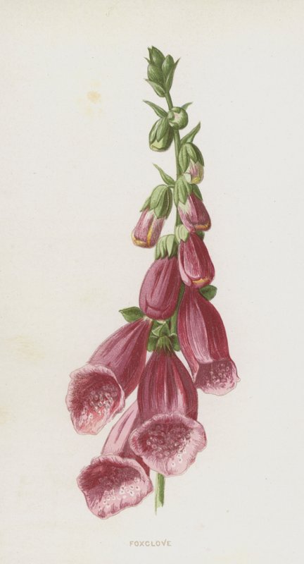 Foxglove by Frederick Edward Hulme