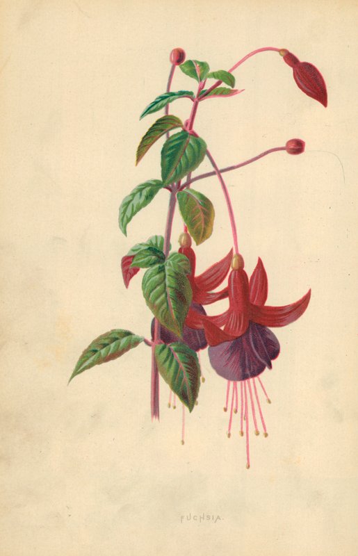 Fuchsia by Frederick Edward Hulme