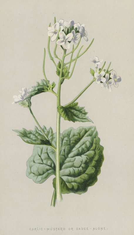 Garlic-Mustard or Sauce-Alone by Frederick Edward Hulme