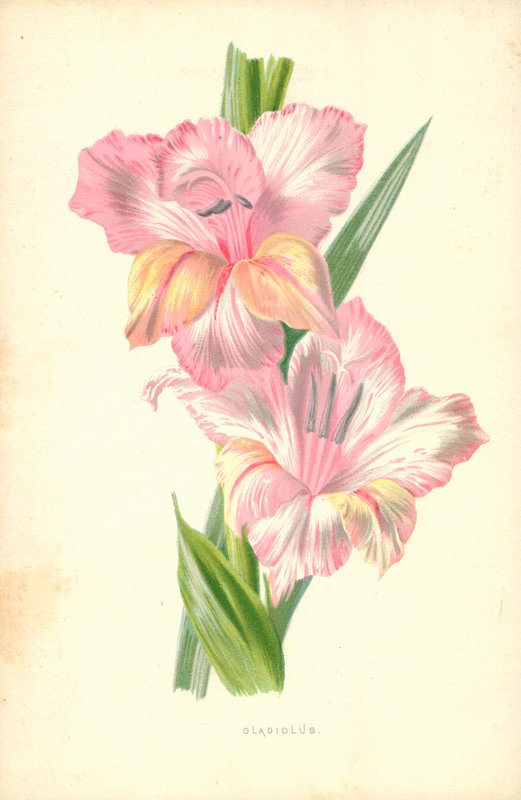 Gladiolus by Frederick Edward Hulme