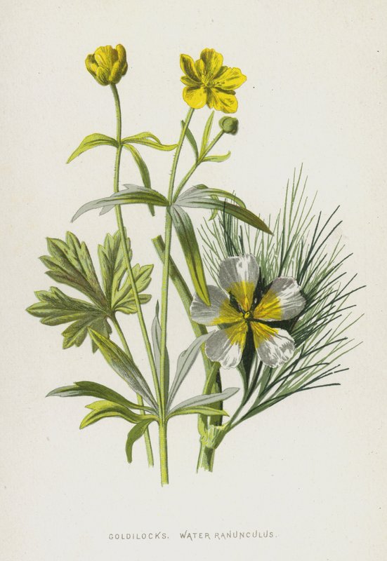Goldilocks, Water Ranunculus by Frederick Edward Hulme
