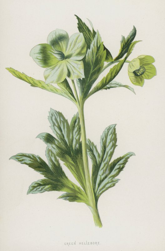 Green Hellebore by Frederick Edward Hulme