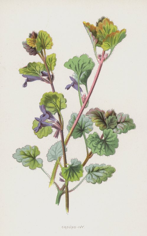 Ground-Ivy by Frederick Edward Hulme