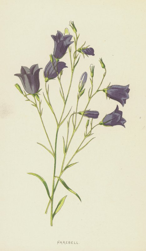 Harebell by Frederick Edward Hulme