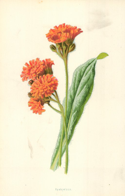 Hawkweed by Frederick Edward Hulme