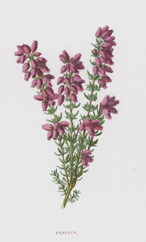 Heather by Frederick Edward Hulme