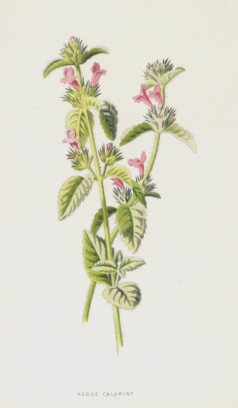 Hedge Calamint by Frederick Edward Hulme