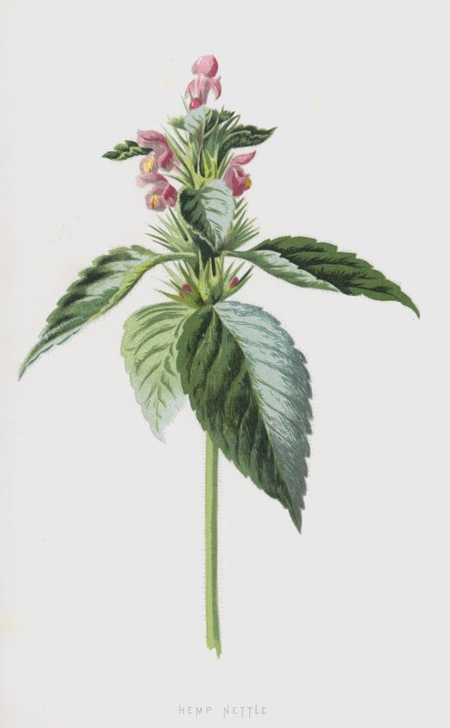 Hemp Nettle by Frederick Edward Hulme