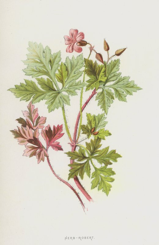 Herb-Robert by Frederick Edward Hulme