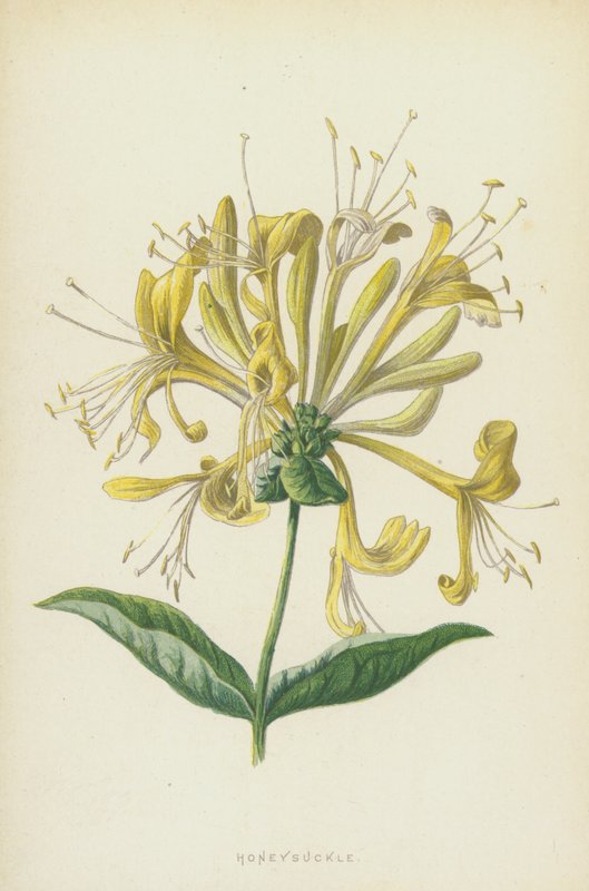 Honeysuckle by Frederick Edward Hulme