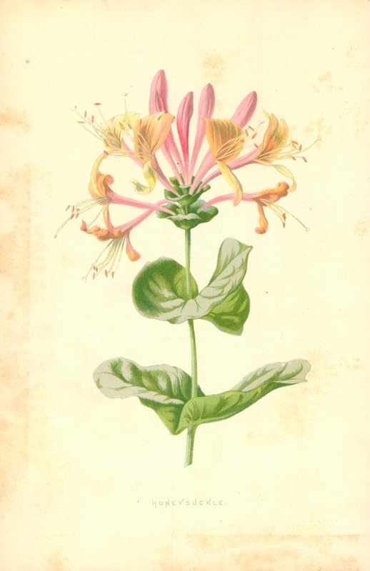 Honeysuckle by Frederick Edward Hulme