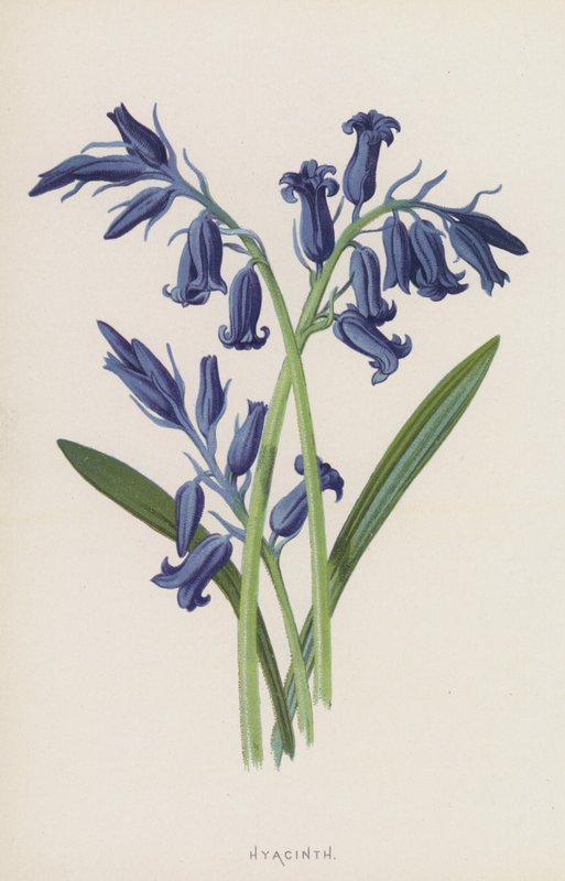 Hyacinth by Frederick Edward Hulme