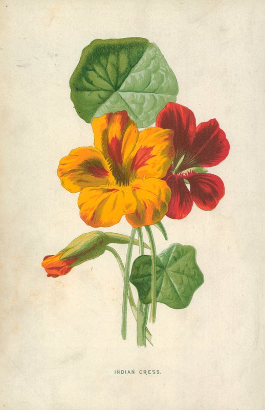 Indian Cress by Frederick Edward Hulme