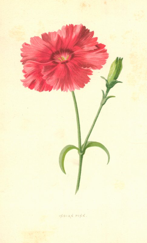 Indian Pink by Frederick Edward Hulme