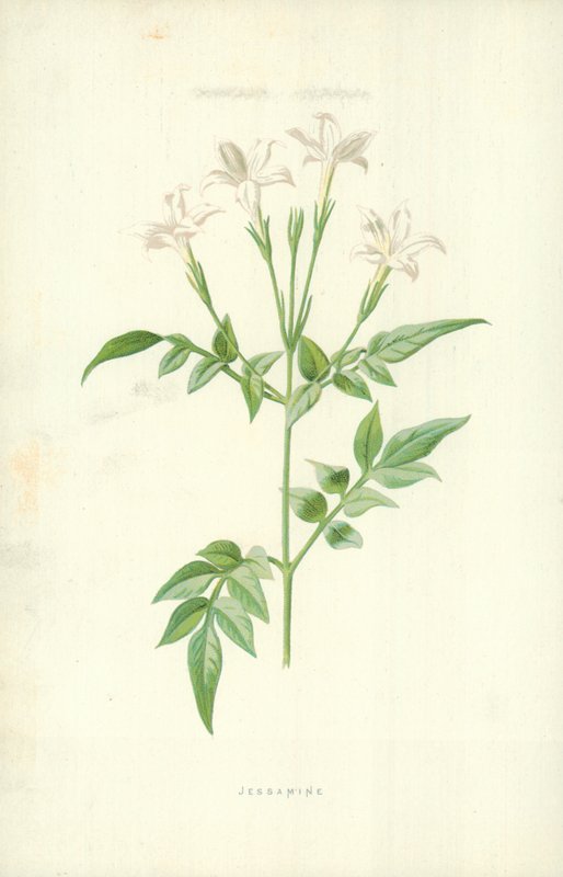 Jessamine by Frederick Edward Hulme