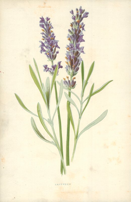 Lavender by Frederick Edward Hulme