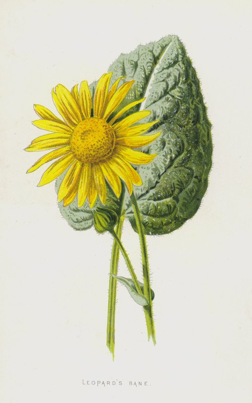 Leopards Bane by Frederick Edward Hulme
