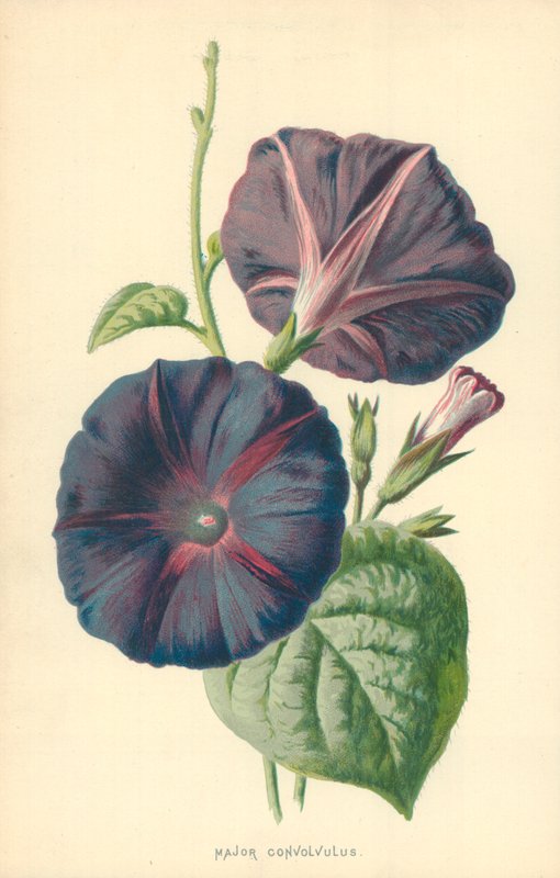 Major Convolvulus by Frederick Edward Hulme