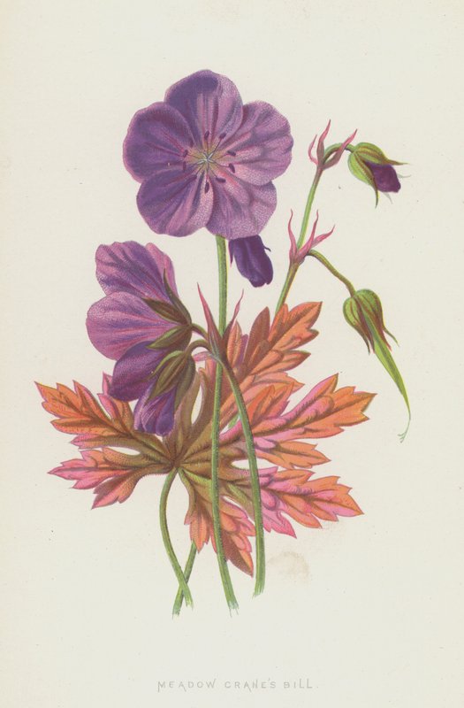 Meadow Cranes Bill by Frederick Edward Hulme