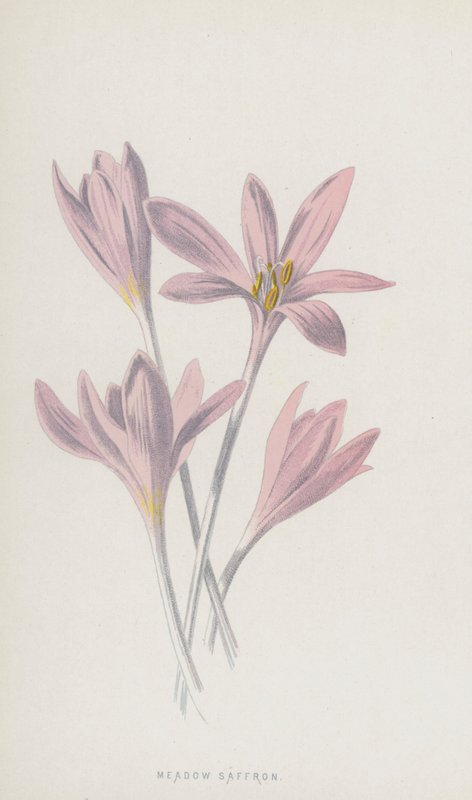 Meadow Saffron by Frederick Edward Hulme