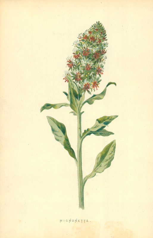 Micnonette by Frederick Edward Hulme