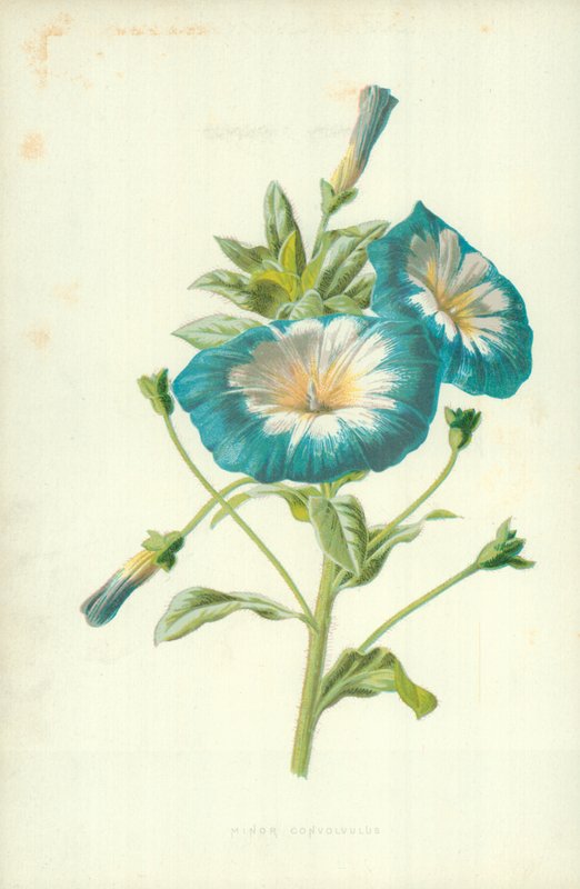 Minor Convolvulus by Frederick Edward Hulme