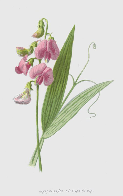 Narrow-Leaved Everlasting Pea by Frederick Edward Hulme