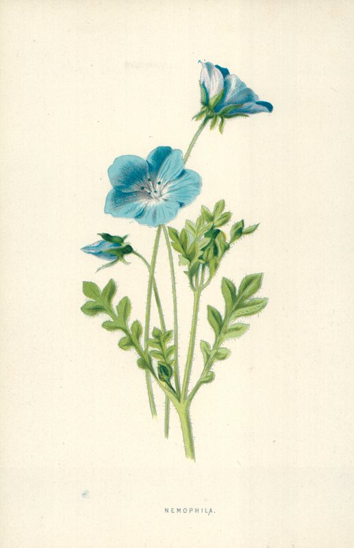 Nemophila by Frederick Edward Hulme
