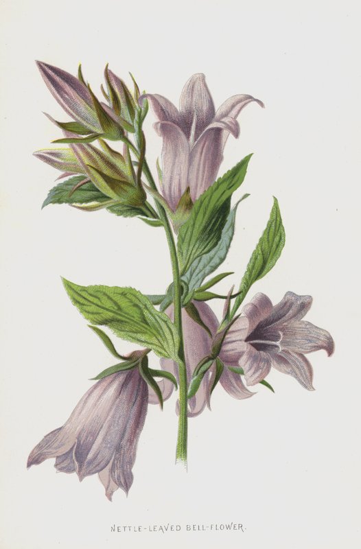 Nettle-Leaved Bell-Flower by Frederick Edward Hulme
