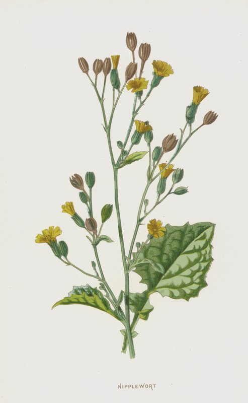 Nipplewort by Frederick Edward Hulme