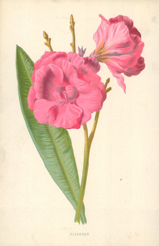 Oleander by Frederick Edward Hulme