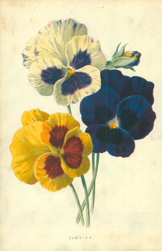 Pansies by Frederick Edward Hulme