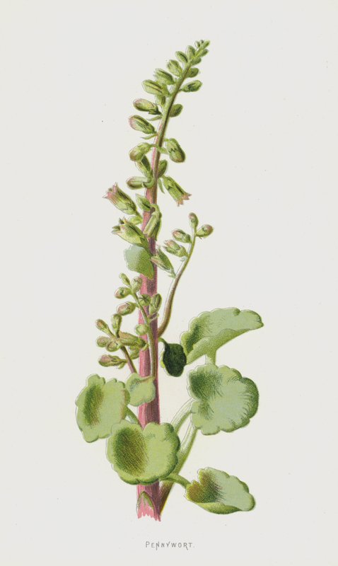 Pennywort by Frederick Edward Hulme