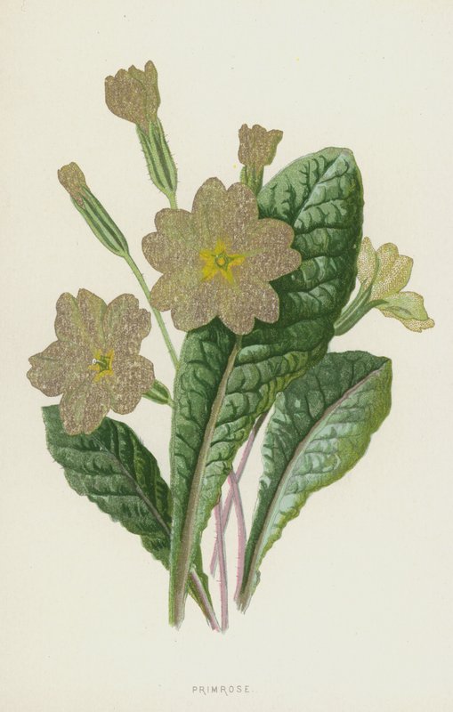 Primrose by Frederick Edward Hulme