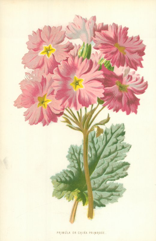 Primula or China Primrose by Frederick Edward Hulme