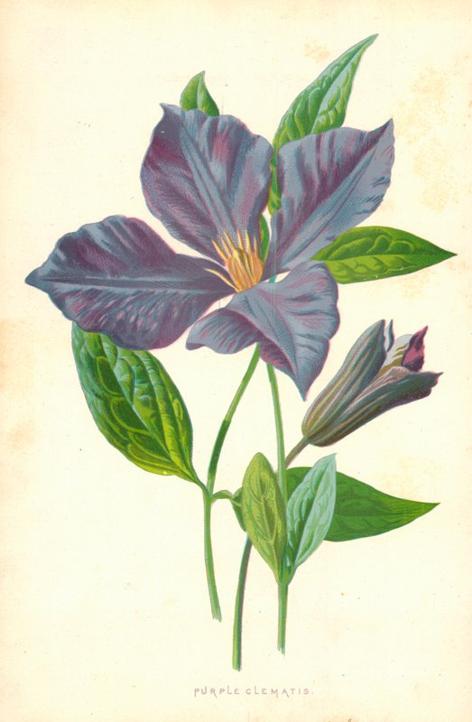 Purple Clematis by Frederick Edward Hulme