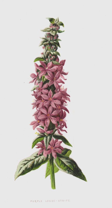 Purple Loose-Strife by Frederick Edward Hulme
