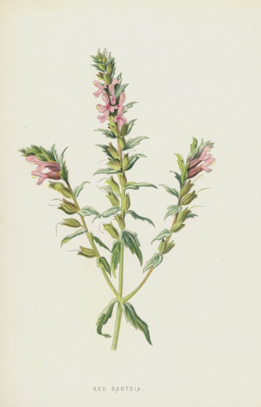 Red Bartsia by Frederick Edward Hulme