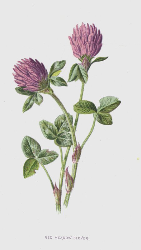 Red Meadow-Clover by Frederick Edward Hulme
