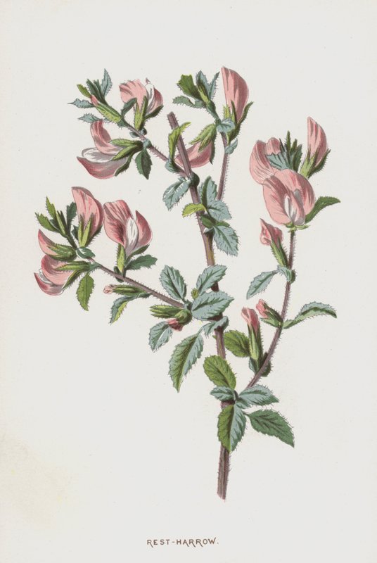 Rest-Harrow by Frederick Edward Hulme