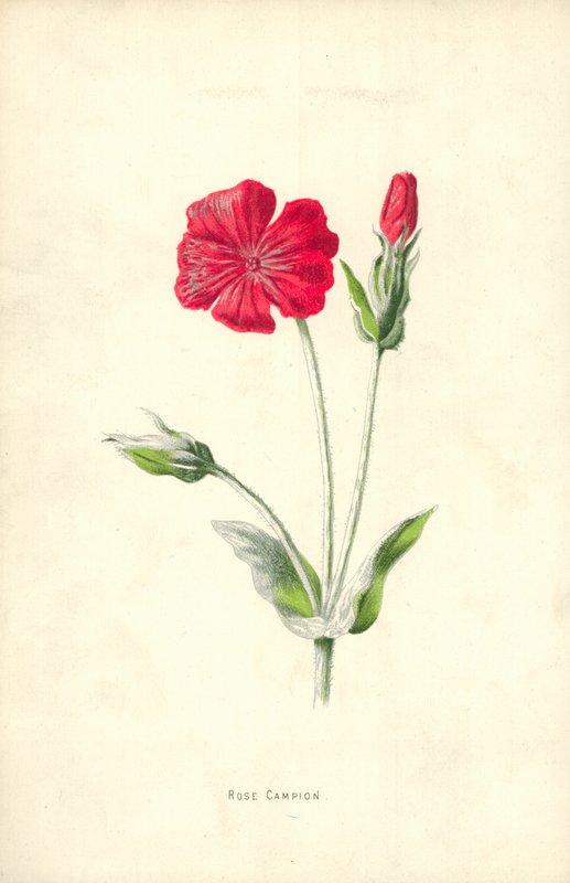 Rose Campion by Frederick Edward Hulme