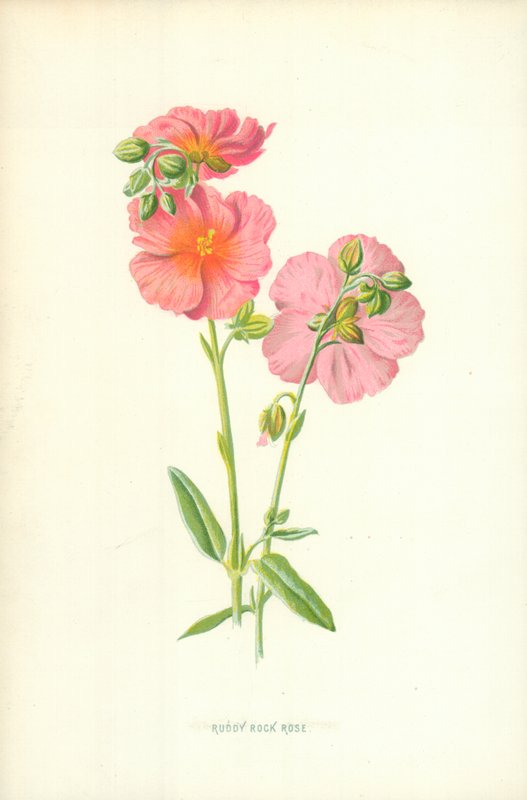 Ruddy Rock Rose by Frederick Edward Hulme