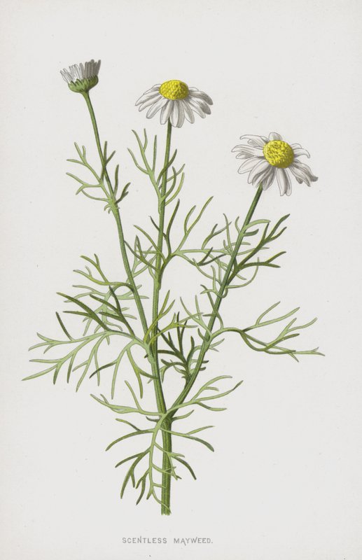 Scentless Mayweed by Frederick Edward Hulme