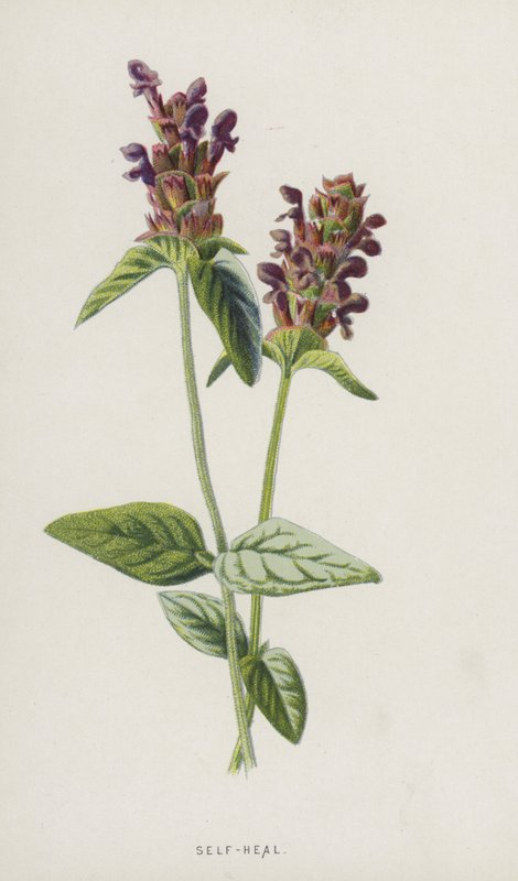Self-Heal by Frederick Edward Hulme