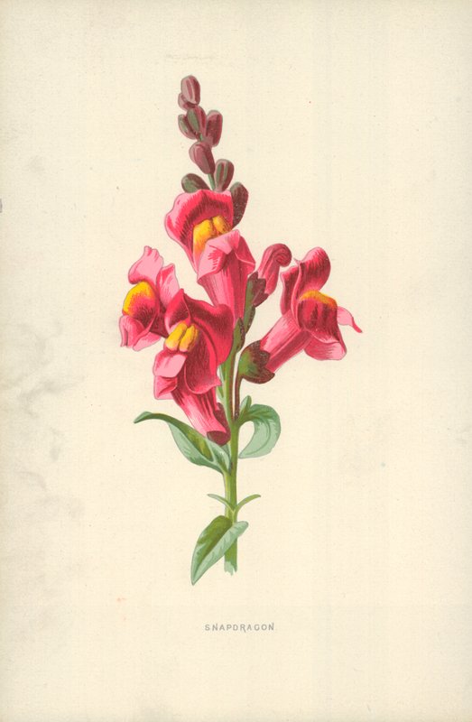 Snapdragon by Frederick Edward Hulme